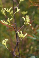 Anigozanthos flavidus