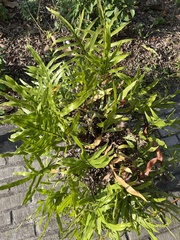 Cyclosorus interruptus