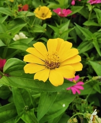 Zinnia