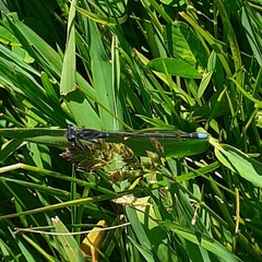 Cyanallagma interruptum