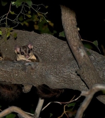 Petaurus norfolcensis