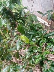Coffea arabica