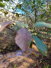 Alnus serrulata
