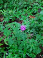 Centratherum punctatum