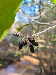 Alnus serrulata