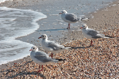 Chroicocephalus ridibundus