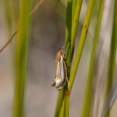 Corynophora lativittalis