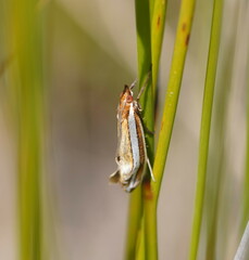Corynophora lativittalis