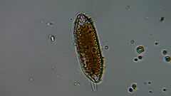Surirella