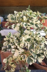 Graptophyllum pictum