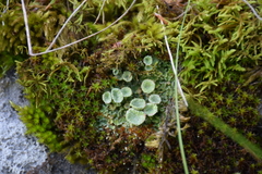 Cladonia pocillum