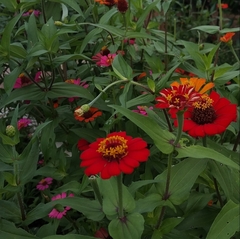Zinnia
