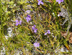 Scaevola ramosissima