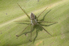 Thaumasia