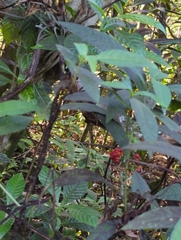 Psychotria tenuifolia