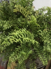 Nephrolepis falcata