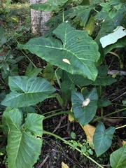 Xanthosoma