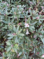 Daphne × burkwoodii