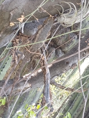 Sceloporus spinosus