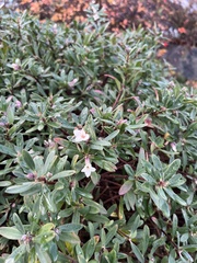 Daphne × burkwoodii