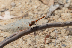Diplacodes bipunctata