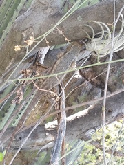 Sceloporus spinosus