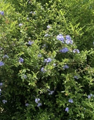 Plumbago