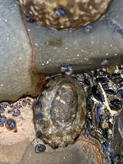 Cellana ornata