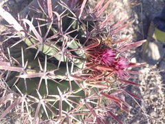 Ferocactus recurvus