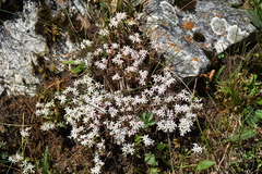 Sedum hispanicum