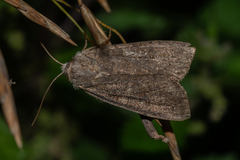 Parastichtis suspecta