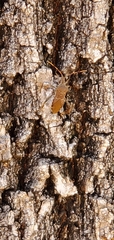Leptoglossus oppositus