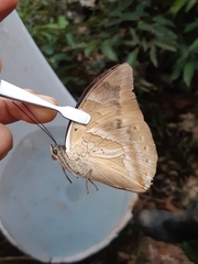 Archaeoprepona demophon