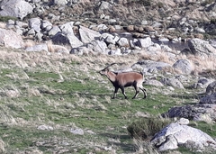 Capra pyrenaica victoriae