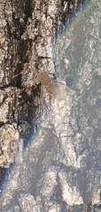 Leptoglossus oppositus