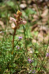 Orobanche alba