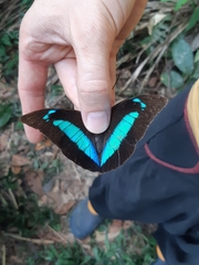 Archaeoprepona demophon