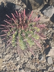 Ferocactus recurvus