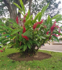 Alpinia purpurata