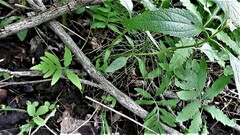 Eutrochium maculatum