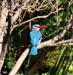 Halcyon senegaloides