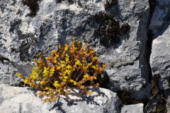 Sedum annuum