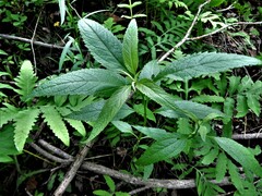 Eutrochium maculatum