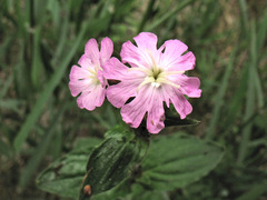 Silene × hampeana