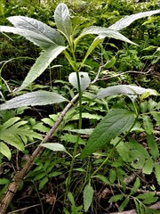 Eutrochium maculatum