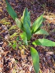 Aspidistra elatior