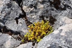 Sedum annuum