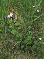Silene × hampeana