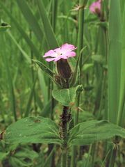 Silene × hampeana