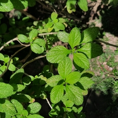 Stachytarpheta mutabilis
